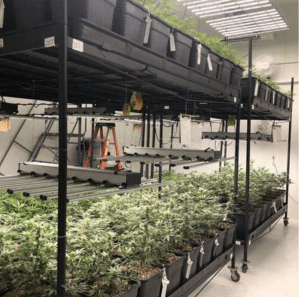 Cannabis facility veg room double stack with LEDs